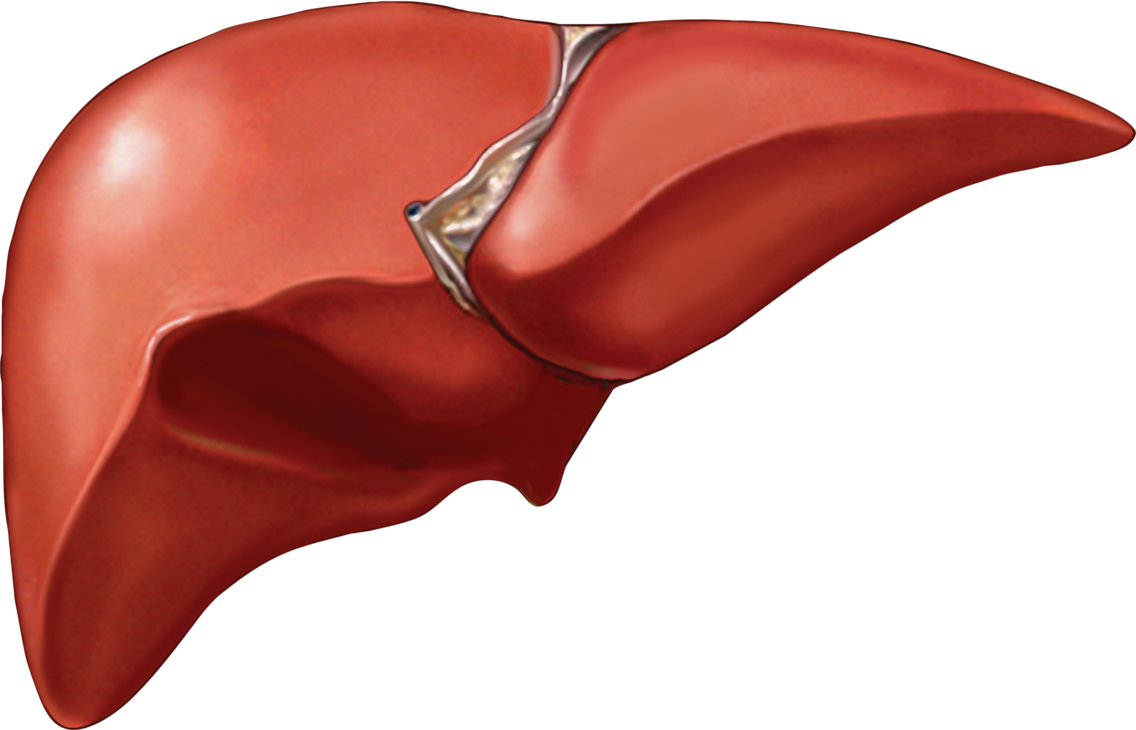 Liver enlargement