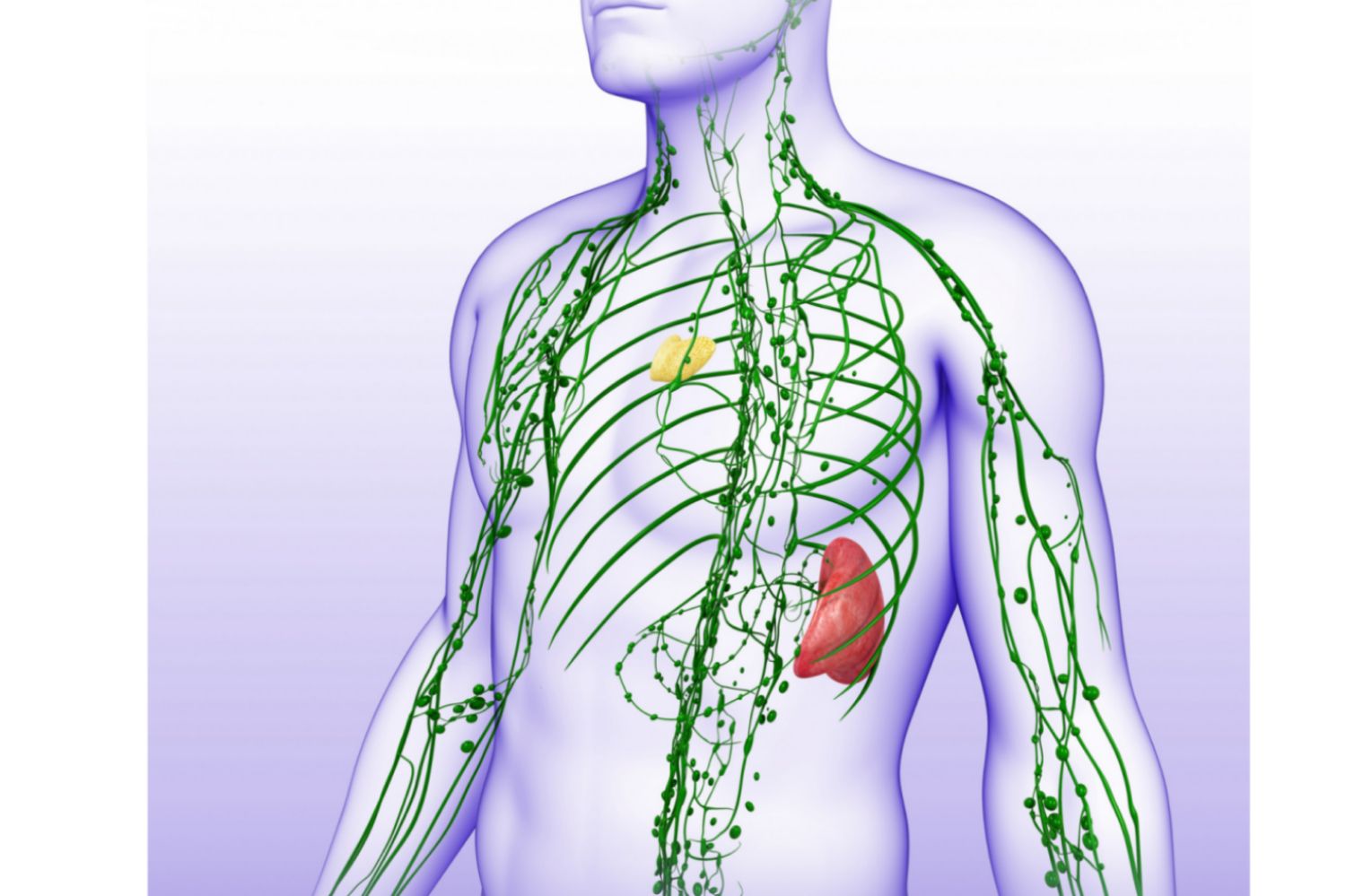 Lymph support