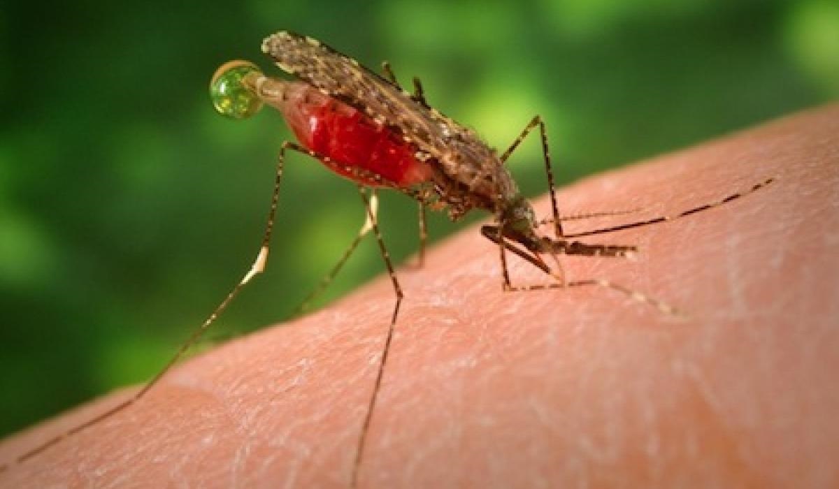 Malaria