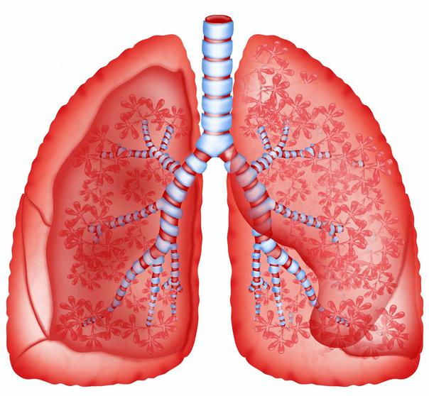 Lung
