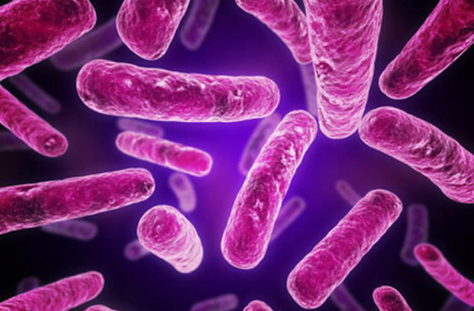 E coli