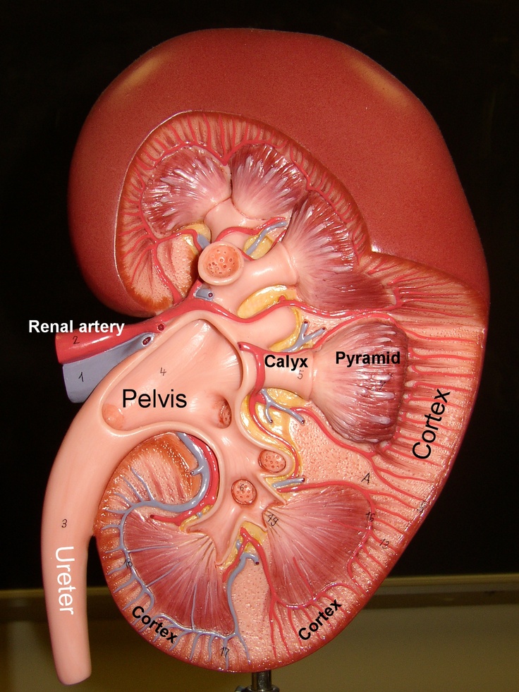 Kidney inflammation (Nephritis)